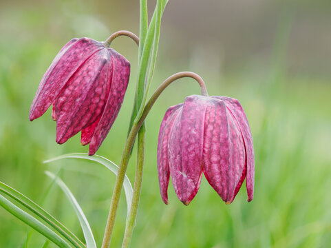 Zwei Bl&uuml;ten der Schachbrettblume auf gr&uuml;ner Wiese