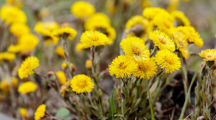 Obraz premium Spring background with yellow Coltsfoot spring flowers. Coltsfoot ( Latin- Tussilago ) is a monotypic genus of early spring flowering plants of the Asteraceae family