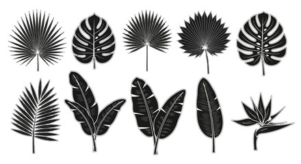 Collection of various tropical leaf silhouettes. © pan