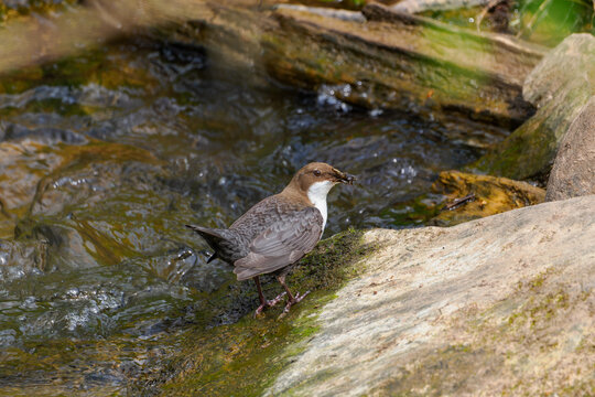 Wasseramsel (Cinclus cinclus)