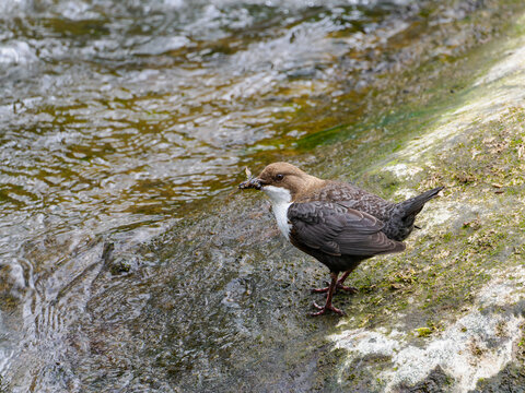 Wasseramsel (Cinclus cinclus) mit Schnabel voller Futter