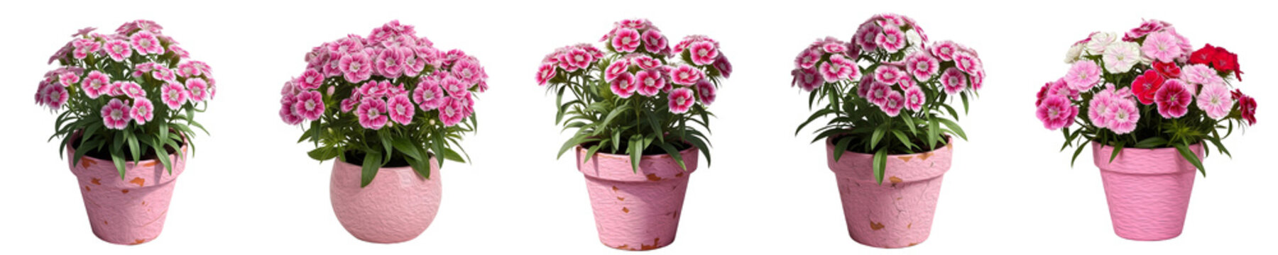 Pink Dianthus Flowers in Matching Pink Pots Set | Carnation Potted Plants Collection for Spring Home Decor | Vibrant Blooming Greenery Isolated on White Background