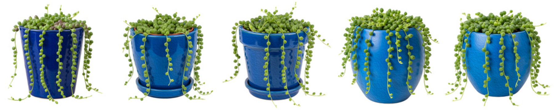 String of Pearls Succulents in Blue Ceramic Pots Set | Senecio Rowleyanus Trailing Houseplants Collection | Low Care Hanging Greenery Isolated on White Background