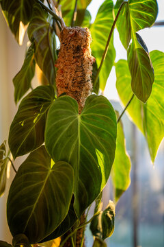 Philodendron Splendid plant support homemade sphagnum moss pole, coconut fiber and plastic fine-mesh garden netting at home, closeup. Growth of climbing houseplants with sturdy supports and ties