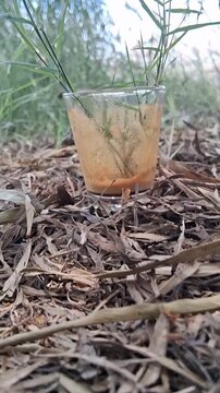 Empty glass with coffee dregs on dry willow tree leaves