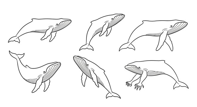 Whale Collection Line Art Diverse Poses