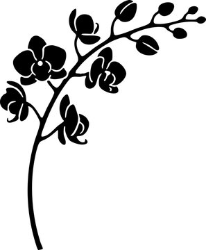 Black Orchid Flower Silhouette Branch Isolated on White Background