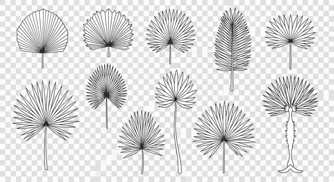 Black and white dandelion flower illustrations.