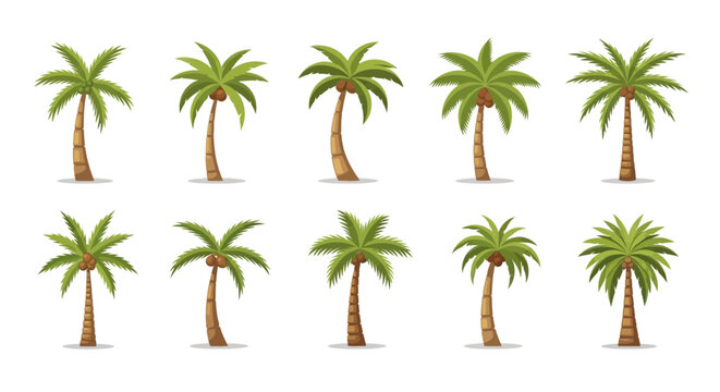 Collection of palm trees variety.