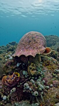 Giant triton (Charonia tritonis) resting on coral reef with subtle movement, macro 4K UHD footage in real-time with ambient sound, detailed shell texture, rare marine gastropod in natural habitat
