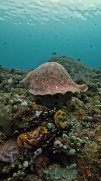 Giant triton (Charonia tritonis) resting on coral reef with subtle movement, macro 4K UHD footage in real-time with ambient sound, detailed shell texture, rare marine gastropod in natural habitat
