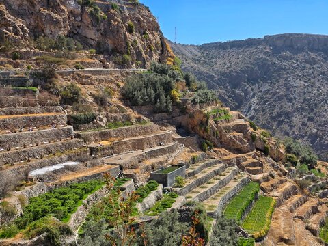  Green terraces in Oman 