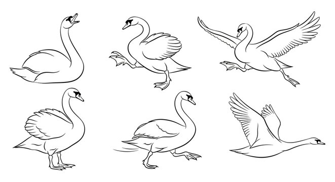 Swan set, hand-drawn vector illustrations of swans in various poses