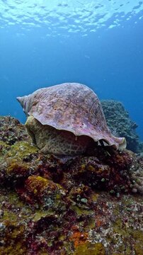 Giant triton (Charonia tritonis) resting on coral reef with subtle movement, macro 4K UHD footage in real-time with ambient sound, detailed shell texture, rare marine gastropod in natural habitat
