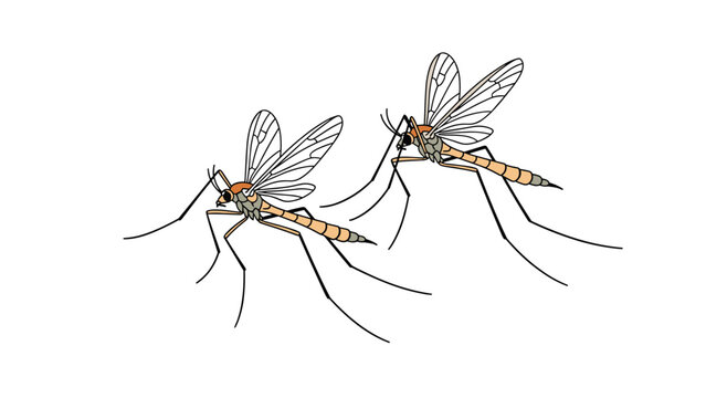 Two detailed illustrations of mosquitoes are shown in a side profile to represent common stinging insects and disease vectors in nature.