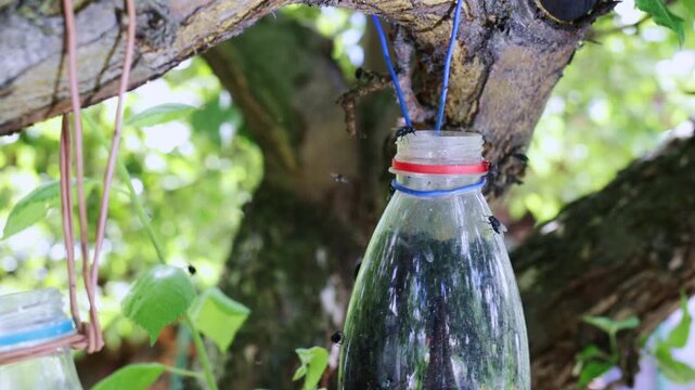 Homemade diy fly traps made from recycled plastic bottles hang from a tree branch in a garden, catching swarms of flies against lush green foliage, eco-friendly pest control