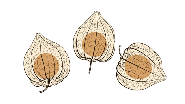 Three physalis fruits with their delicate papery husks showing the orange berries inside isolated on a white background for food art.
