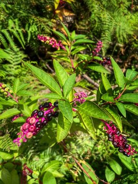 Pokeweed (Phytolacca) with clusters of ripening purple-black berries on vivid magenta stems, growing among lush ferns in a humid forest in Georgia.