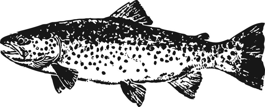 Vintage illustration of a brown trout fish with detailed scales and fins