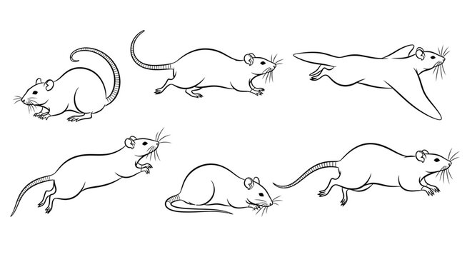 Rat sketches, set of hand drawn rodents in various poses