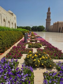 flowers in the garden in Oman