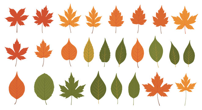 Set of various autumn leaves in different colors and shapes including maple, oak, and birch for seasonal nature and forest design concepts.