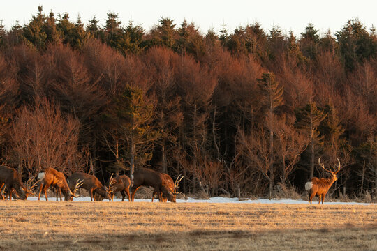 Cerf Sika,