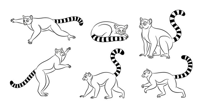 Lemur set, hand-drawn black and white vector illustration for design
