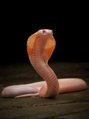 Fototapeta premium An albino cobra with pale pink scales and striking red eyes raises its flared hood against a dark backdrop, looking both elegant and menacing, 02 may 2026 Indonesia