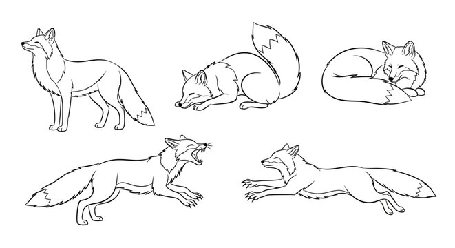 Fox line art set, hand drawn wild animal sketches for design