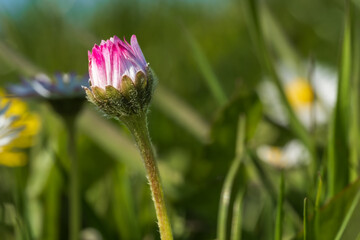 Close-up of a Pink and White Daisy Bud (Bellis Perennis) in Spring © LeonHansenPhoto