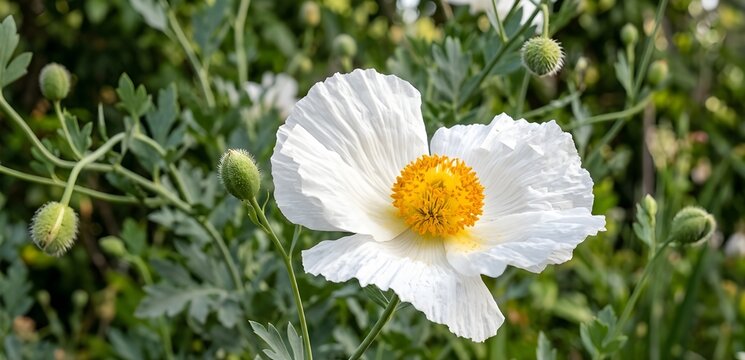 Close up of single white flower of Romneya coulteri (Coulter's Matilija poppy; California tree poppy; California poppy). Grey green leaves behind White Petals with Bright Yellow Center