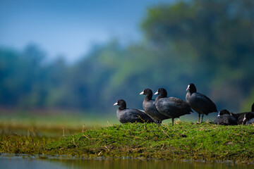 Eurasian coots resting on a grassy patch in Keoladeo wetlands, captured in soft light with a smooth, natural background. © Rohit Beniwal