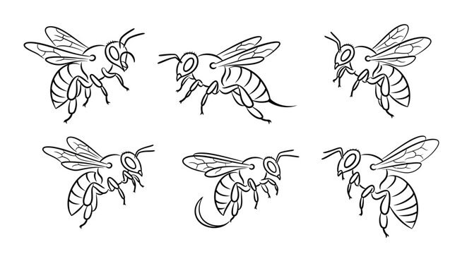 Honey bee sketches, set of hand drawn insect illustrations