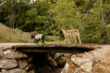Ovelhas andando em meio ao pasto no interior do sul do Brasil © Dales Hoeckesfeld