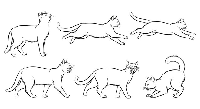 Cat sketches, collection of hand-drawn feline poses for graphic design