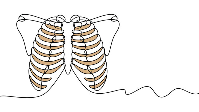 Continuous line drawing of human rib cage with bones highlighted in color.