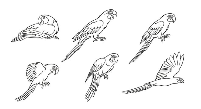 Parrot line art set, hand-drawn tropical bird illustrations for design