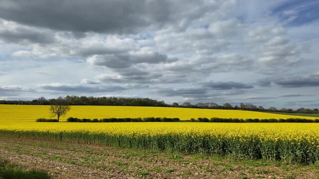 Hampshire England UK. 19.04.2026. Video. A picturesque rural landscape featuring a vast expanse of blooming yellow rapeseed flowers stretching towards the horizon, bordered by lush green fields