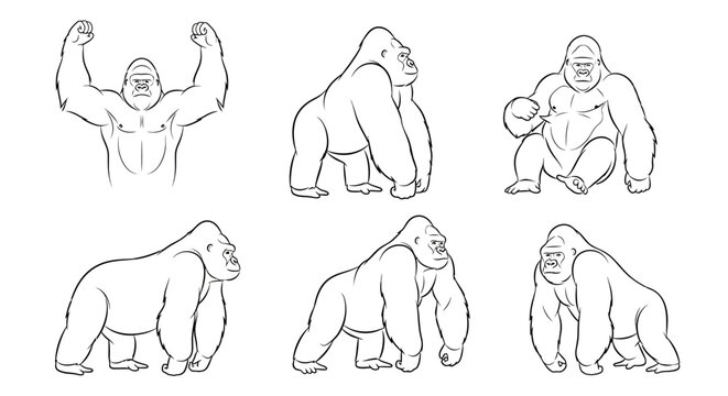 Gorilla set, hand-drawn vector illustration of silverback poses