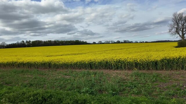 Hampshire England UK. 19.04.2026. Video. A picturesque rural landscape featuring a vast expanse of blooming yellow rapeseed flowers stretching towards the horizon, bordered by lush green fields