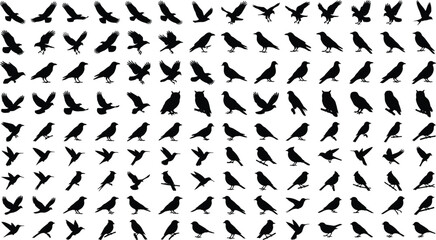 Obraz premium Bird Silhouette Collection with Flying Perching and Landing Poses Isolated Wildlife Vector Set