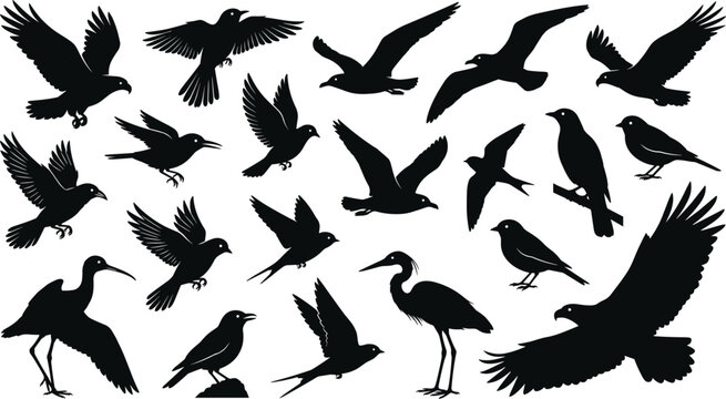 Flying and Perching Bird Silhouette Set with Various Wildlife Species in Dynamic Wing Positions
