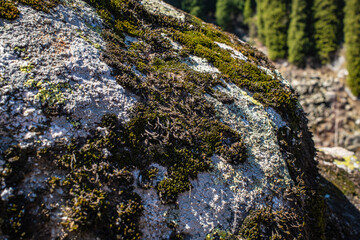 Mossy lichen covered granite rock boulder closeup © Ployker