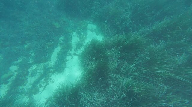 Underwater sunlight shining on green seagrass seabed