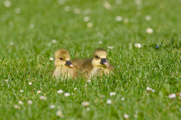 Two greylag goose goslings resting on grass © in_colors
