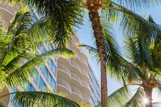 Beautiful tropical scene looking up at modern white building framed by tropical palm trees. 