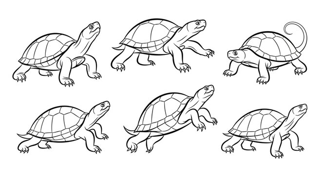 Turtles illustration, various poses, isolated on white background