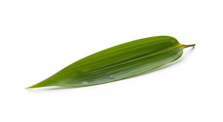 Fototapeta premium isolated bamboo leaf on white background