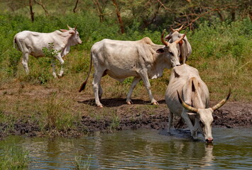 West Africa. Senegal. A herd of humpback Zebu cows with huge horns drink water from a small lake on the Atlantic Ocean coast. © Александр Катаржин